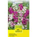 Winterharte Wicke, Farbenmischung - Lathyrus latifolius - Samen