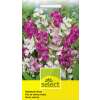 Winterharte Wicke, Farbenmischung - Lathyrus latifolius - Samen