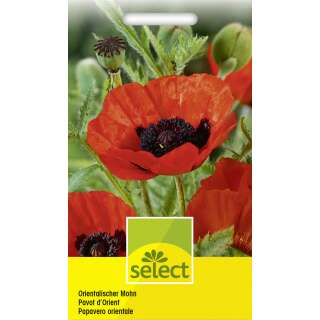 Mohn, orientalischer, grossblumig - Papaver orientale - Samen