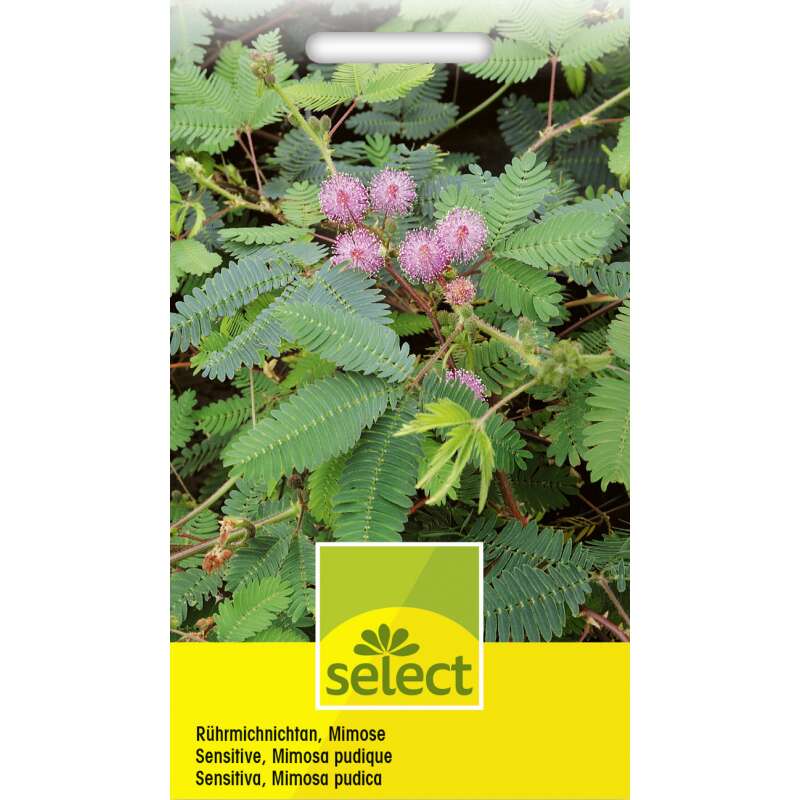 Rührmichnichtan, Mimose - Mimosa pudica - Samen