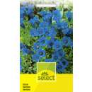 Enzian, stengelloser - Gentiana acaulis - Samen