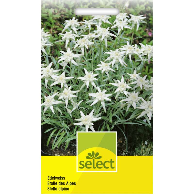Edelweiss - Leontopodium alpinum - Samen