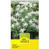 Edelweiss - Leontopodium alpinum - Samen