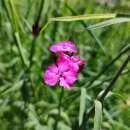 Karthäusernelke - Dianthus carthusianorum - Samen