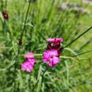 Karthäusernelke - Dianthus carthusianorum - Samen