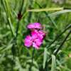 Karthäusernelke - Dianthus carthusianorum - Samen