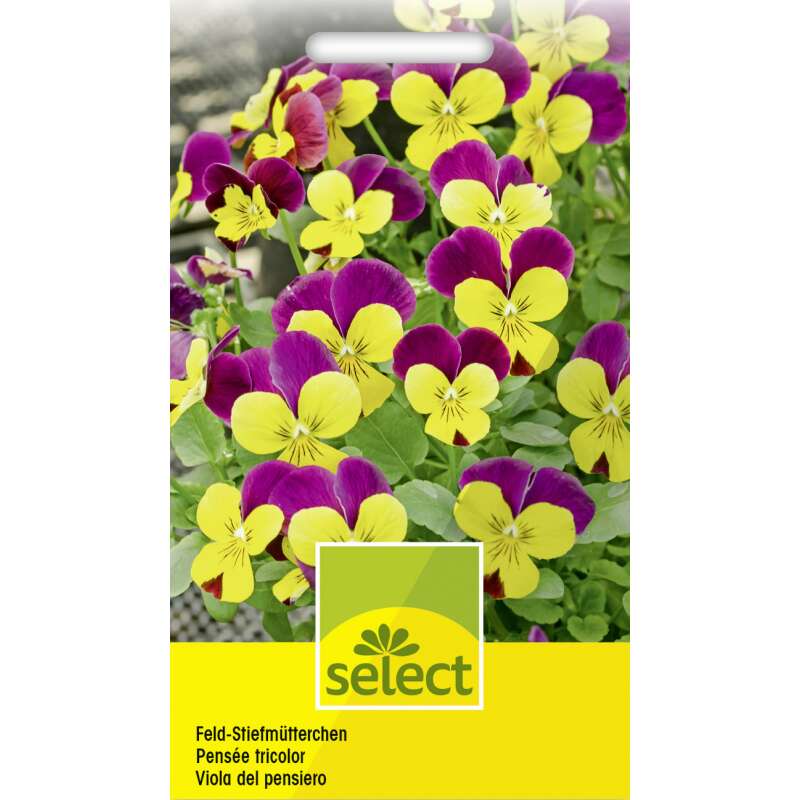Stiefmütterchen, wildes - Viola tricolor - Samen