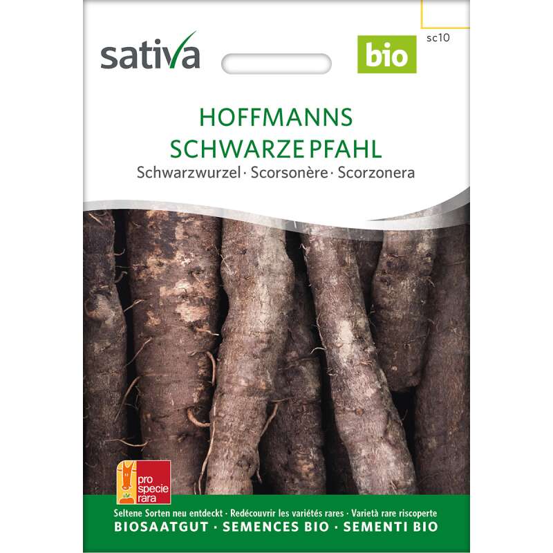 Schwarzwurzel Hoffmanns Schwarze Pfahl - Scorzonera hispanica - BIOSAMEN