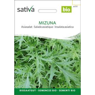 Mizuna, Japanischer Senfkohl - Brassica rapa japonica  -...