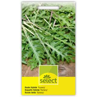 Salatrauke, Rucola Runway - Eruca sativa - Samen