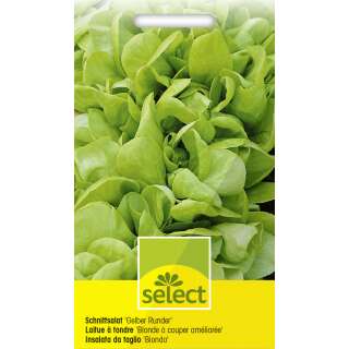 Schnittsalat Gelber Runder - Lactuca sativa var. seculina - Samen