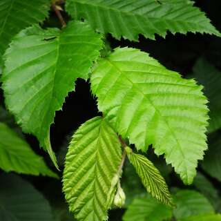 Hainbuche, Hagebuche - Carpinus betulus - Samen