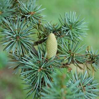 Atlaszeder - Cedrus atlantica - Samen