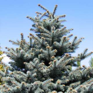 Stechfichte, blaue - Picea pungens glauca - Samen