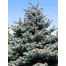 Stechfichte, blaue - Picea pungens glauca - Samen