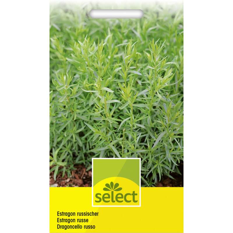 Estragon, russischer - Artemisia dracunculus - Samen