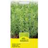 Estragon, russischer - Artemisia dracunculus - Samen