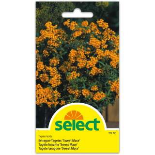 Estragon-Tagetes Sweet Mace - Tagetes lucida - Samen