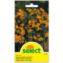 Estragon-Tagetes Sweet Mace - Tagetes lucida - Samen