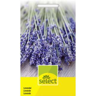 Lavendel - Lavandula angustifolia - Samen