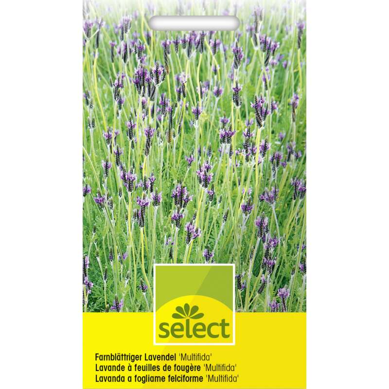 Lavendel, farnblättriger Multifida - Lavandula multifida - Samen