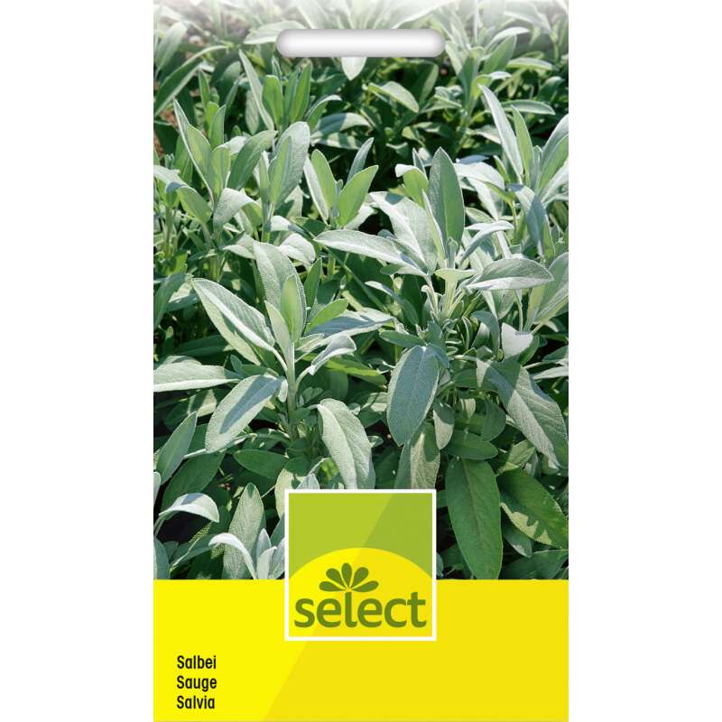 Salbei, Küchensalbei, Heilsalbei - Salvia officinalis - Samen
