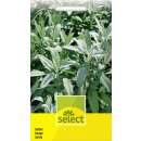 Salbei, Küchensalbei, Heilsalbei - Salvia officinalis - Samen