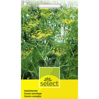 Fenchel Gewürzfenchel - Foeniculum vulgare var....