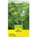 Fenchel Gewürzfenchel - Foeniculum vulgare var....