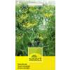 Fenchel Gewürzfenchel - Foeniculum vulgare var. dulce - Samen