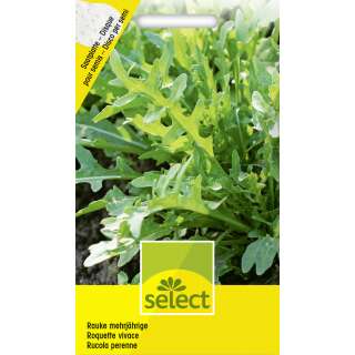 Salatrauke, Rucola (Saatplatte) - Diplotaxis erucoides - Samen