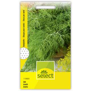 Dill (Saatplatte) - Anethum graveolens - Samen