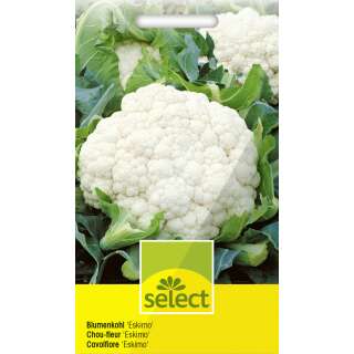 Blumenkohl, Winterblumenkohl Eskimo - Brassica oleracea -...