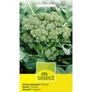 Broccoli Calabrais - Brassica oleracea silvestris - Samen