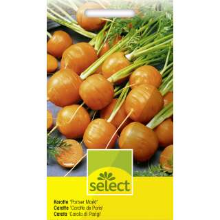 Karotte Pariser Markt - Daucus carota - Samen