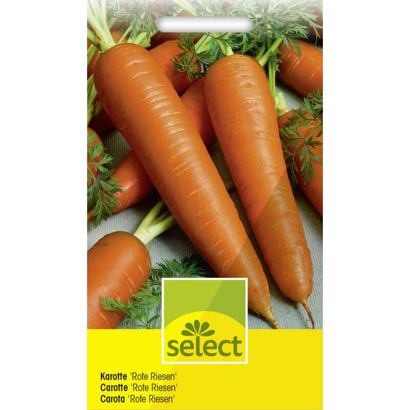 Karotte Rote Riesen - Daucus carota - Samen