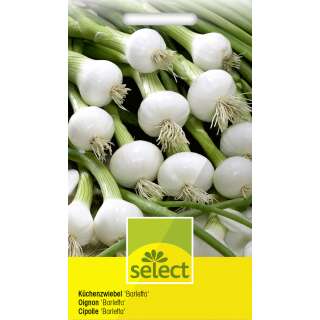 Zwiebel Barletta - Allium cepa - Samen