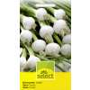 Zwiebel Barletta - Allium cepa - Samen