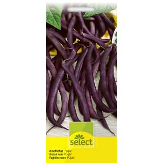 Buschbohne Purple - Phaseolus vulgaris  var. nanus - Samen