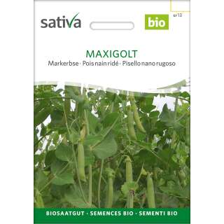 Markerbse Maxigolt - Pisum sativum - BIOSAMEN
