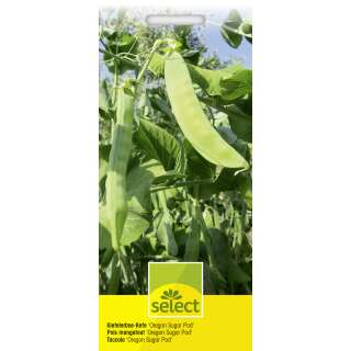 Kefe, Zuckererbse Oregon Sugar Pod - Pisum sativum var....