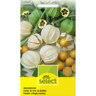 Ananaskirsche - Physalis pruinosa - Samen