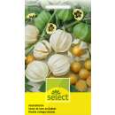 Ananaskirsche - Physalis pruinosa - Samen