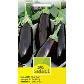 Aubergine, Eierfrucht Black King F1 - Solanum melongena - Samen