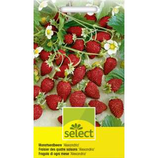 Erdbeere, Monatserdbeere Alexandria - Fragaria vesca - Samen