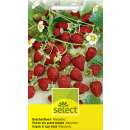 Erdbeere, Monatserdbeere Alexandria - Fragaria vesca - Samen