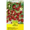 Erdbeere, Monatserdbeere Alexandria - Fragaria vesca - Samen