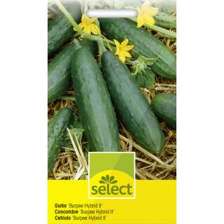 Gurke Burpee Hybrid ll - Cucumis sativus - Samen