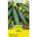 Gurke Burpee Hybrid ll - Cucumis sativus - Samen