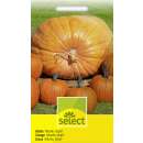 Kürbis, Riesenkürbis Atlantic Giant - Cucurbita...